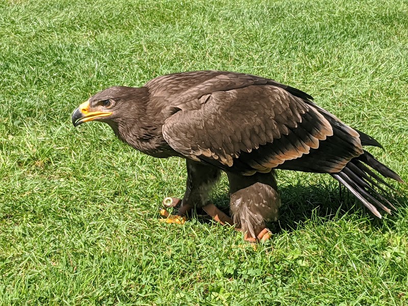 Greifvogelpark Menter