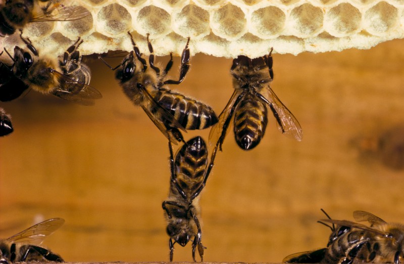 Bayerische Bienenmuseum Illertissen