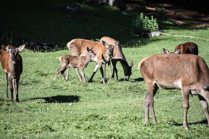 Wildpark Eichert