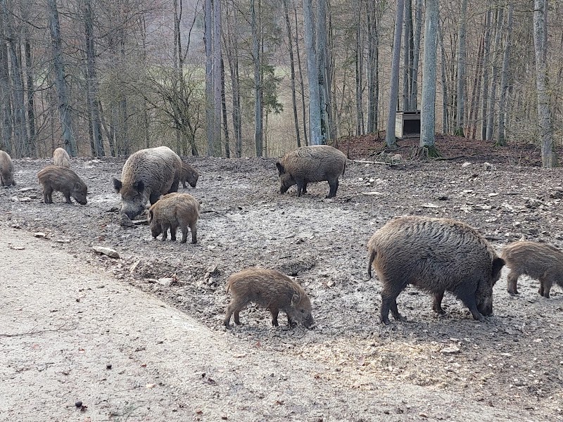 Schwarzwild- Wildschweingehege