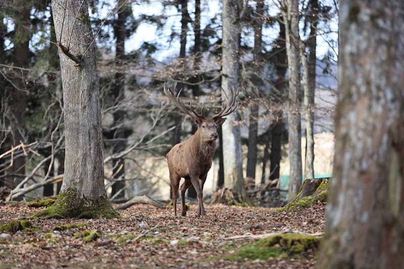 Wildgehege Laichingen